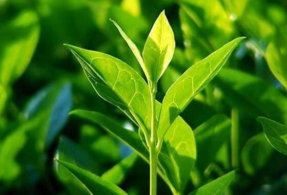 Green tea leaf image benefits eczema psoriasis acne rash diaper dry skin rosacea 